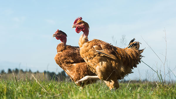 pedagogie-2 pedagogie-2