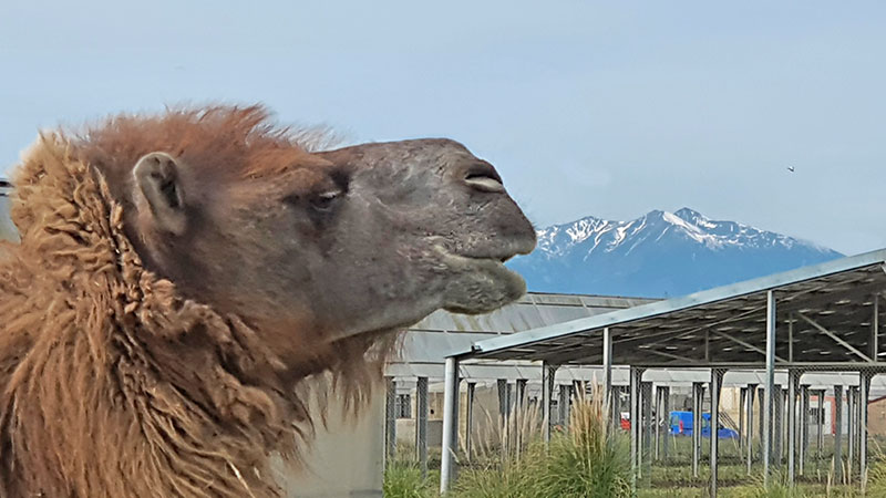 agriculteur et éleveur à Torreilles agriculteur et éleveur à Torreilles