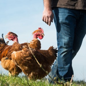 poulettes-cous-nus poulettes-cous-nus