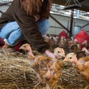 poussinniere poussinniere