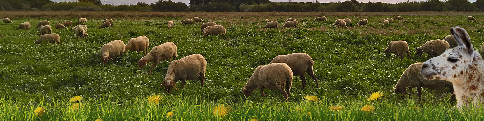 Nos magasins à Saint-Estève ou à Torreilles
