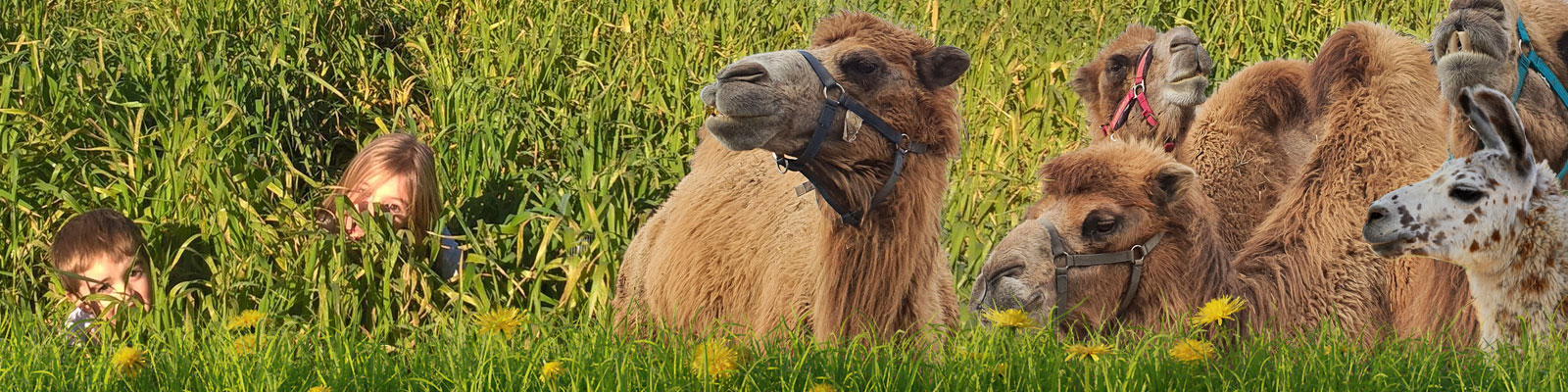 Ferme pédagogique et exploitation agricole à Torreilles